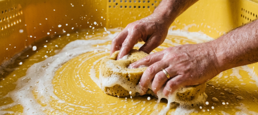 Pasando esponja con espuma incubadora