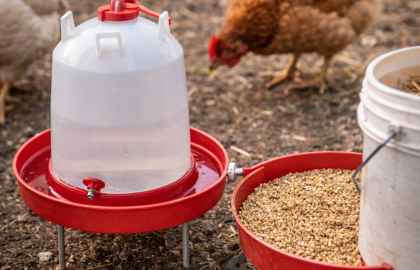 Bebedero automático y comedero para gallinas en traspatio con aves al fondo