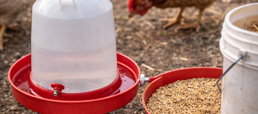 Bebedero automático y comedero para gallinas en traspatio con aves al fondo