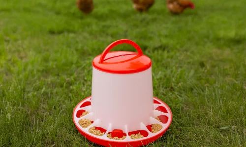 Comedero tolva rojo en corral de pollos con beneficios para alimentación avícola