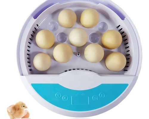 ncubadora De Huevos Digital Automática 9 Huevos Para Niños - Pollo - codorniz común