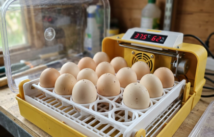 marzo_01_guia_incubacion_casera