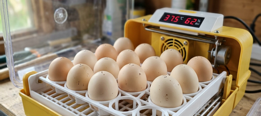 marzo_01_guia_incubacion_casera