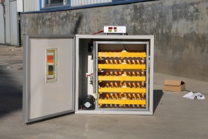 Pollo - codorniz común